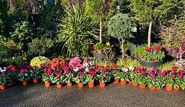 Çalman Fidancılık 30 Yıllık Tecrübe